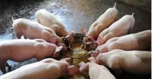 七天仔猪补硒是补的啥(仔猪补硒用量)-硒宝网