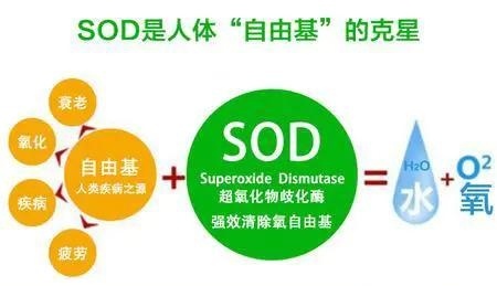 补硒能促进营养吸收吗（能营养补吸收促进硒的食物）-硒宝网