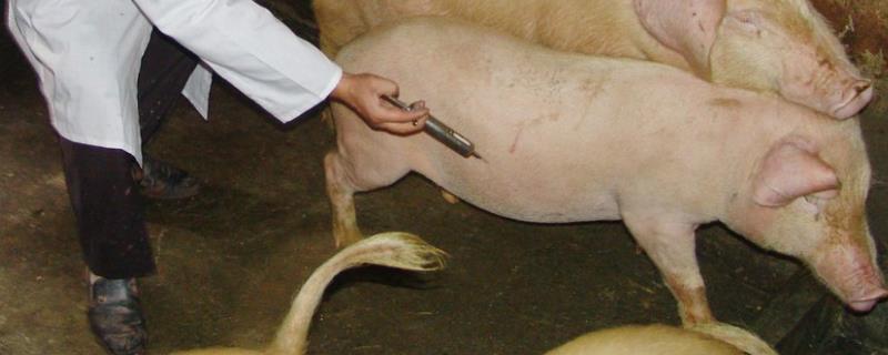 七天仔猪补硒是补的啥(如何补硒d.吃高吉星蛋白硒好)-硒宝网