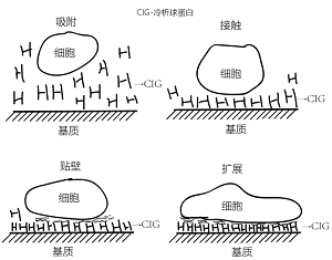 补硒可以提高白细胞么(细胞补白提高硒可以提高什么)-硒宝网