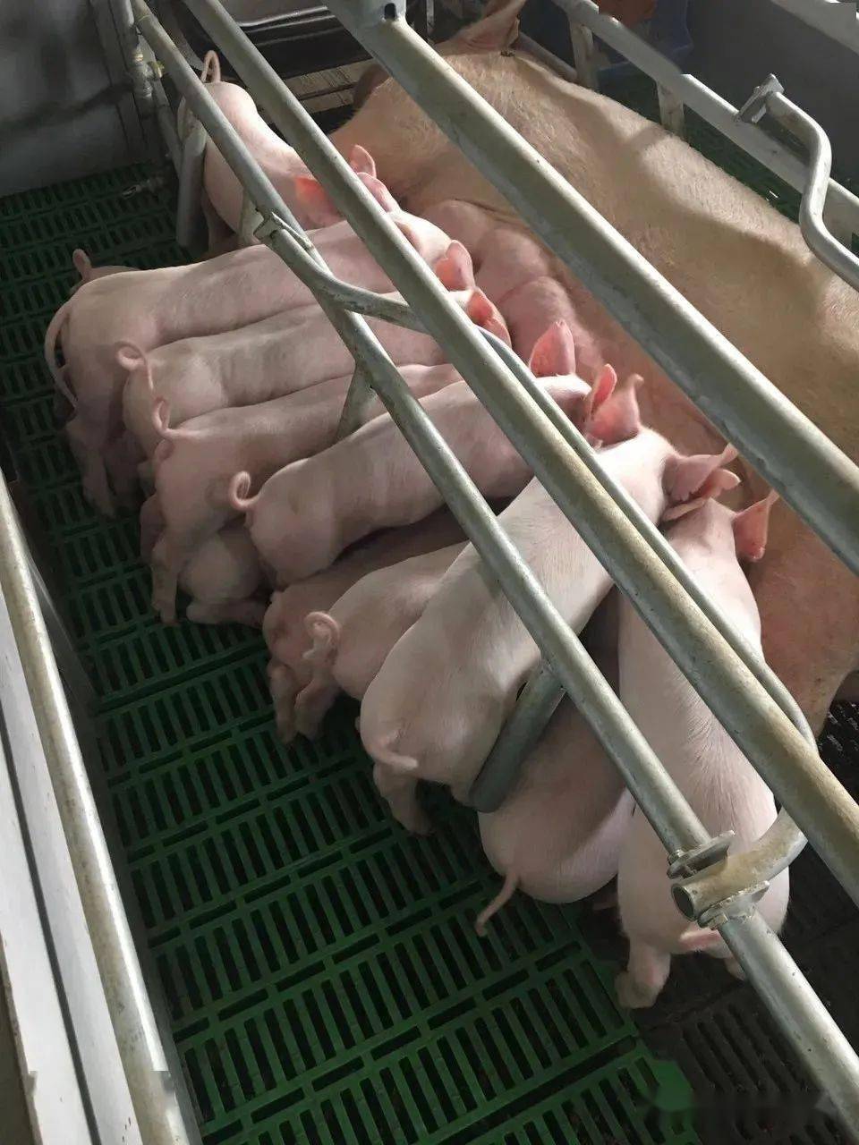 七天仔猪补硒是补的啥（仔猪补硒多了什么症状）-硒宝网