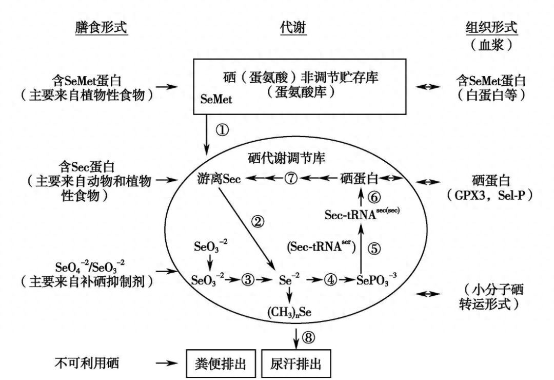 补硒最好的品牌有哪些（最好的补硒产品排名）-硒宝网