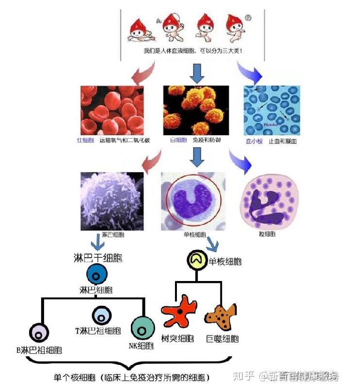 需要补硒的疾病是什么(补硒很重要吗)-硒宝网
