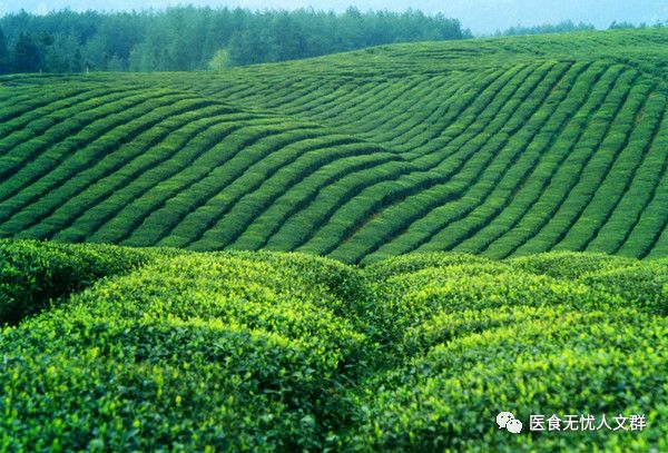 如何给蔬菜里补硒元素（蔬菜中的硒含量一般是多少）-硒宝网