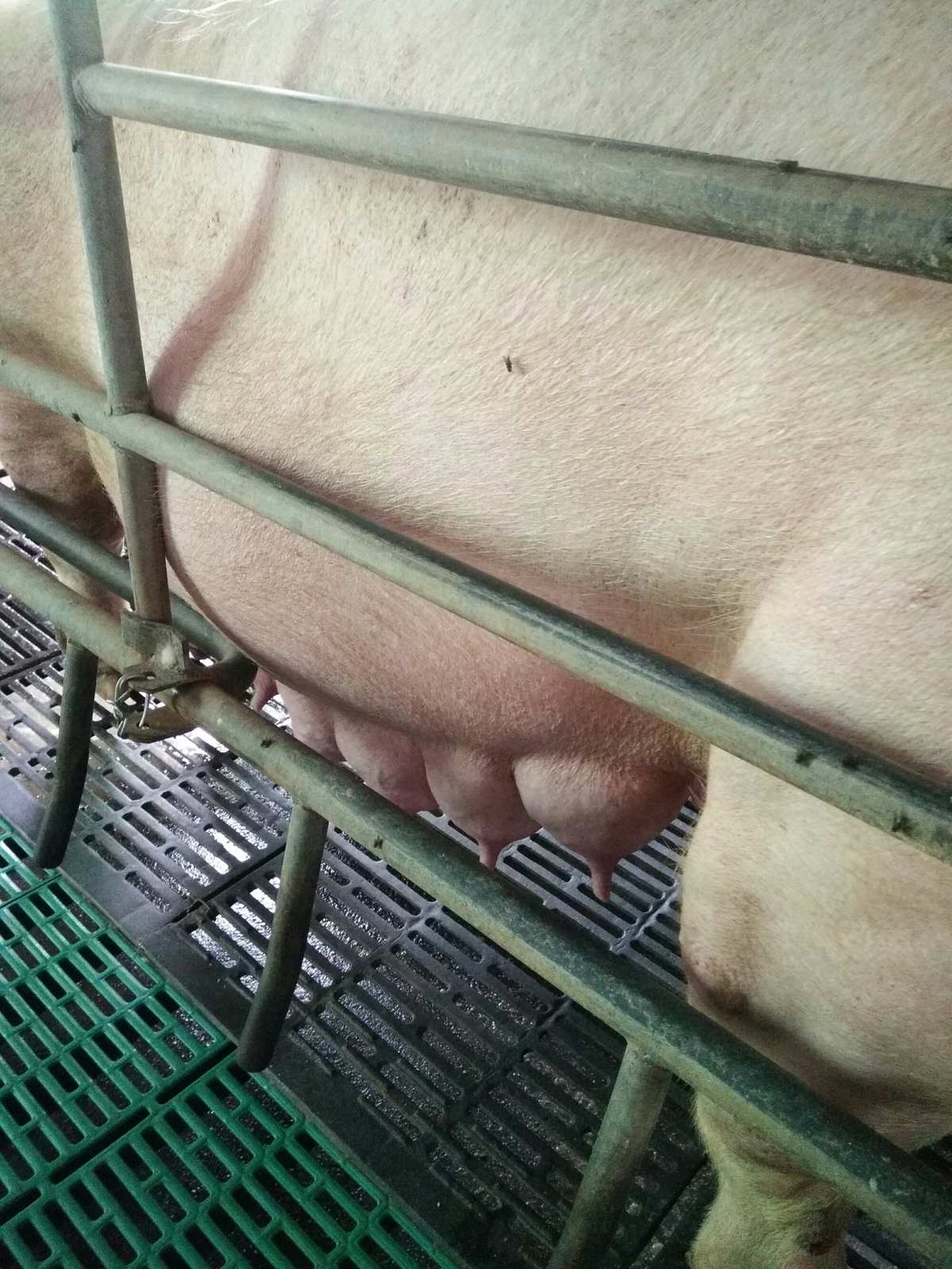 母猪在什么阶段补硒好（母猪补硒什么时候补最好）-硒宝网