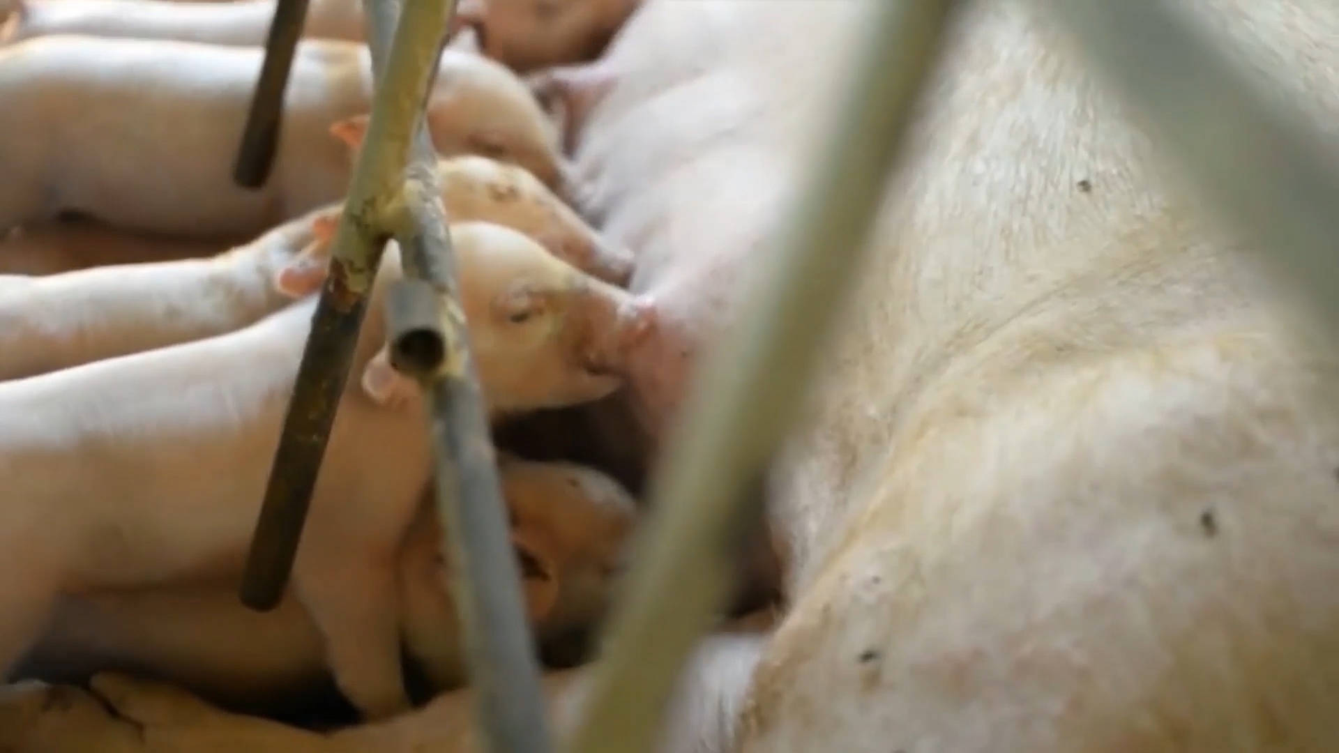 仔猪补硒打在脖子上吗(补硒)-硒宝网