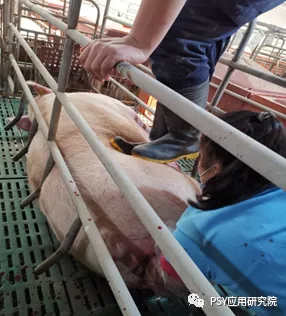 仔猪补硒打在脖子上吗(补硒)-硒宝网