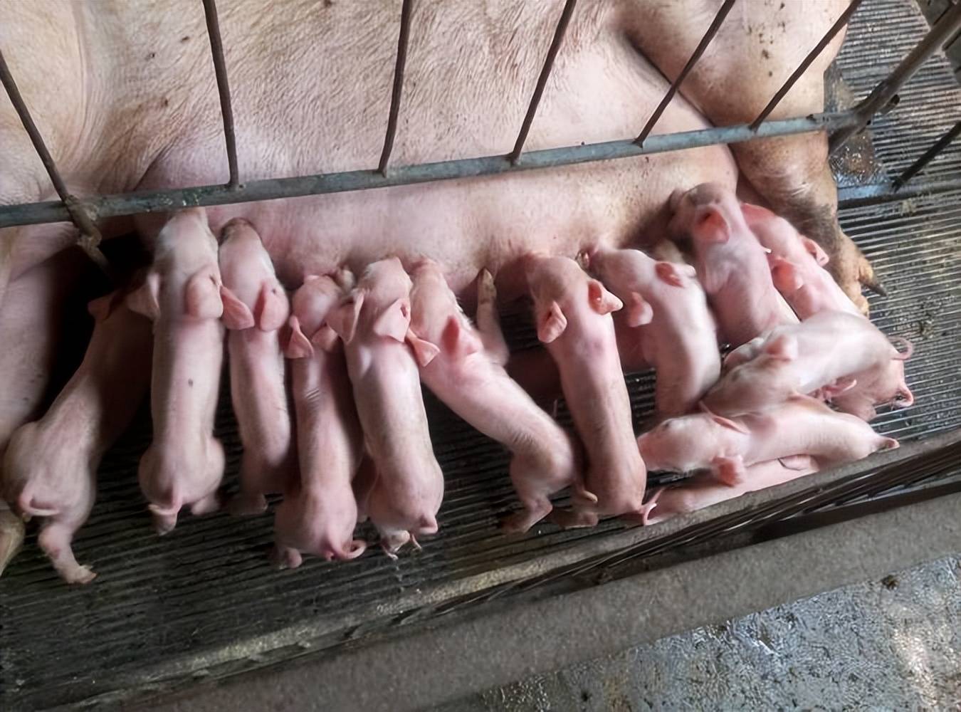 仔猪补硒打在脖子上吗(补硒)-硒宝网