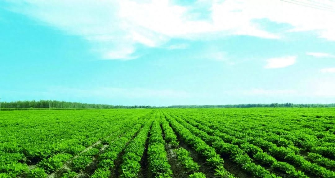 哪种中药能补硒元素多（补硒真的能预防癌症吗）-硒宝网