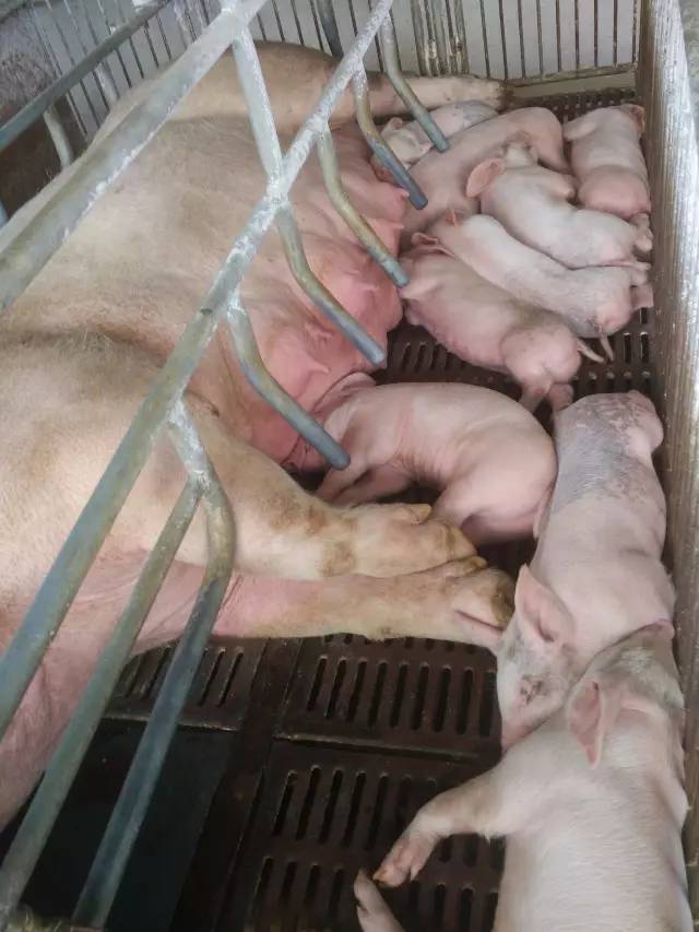 仔猪补硒打在脖子上吗(仔猪补硒中毒怎样治疗)-硒宝网