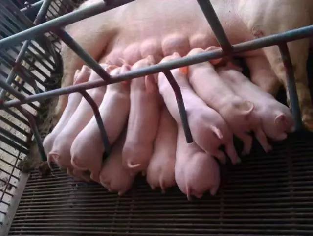 仔猪补硒打在脖子上吗(仔猪补硒中毒怎样治疗)-硒宝网