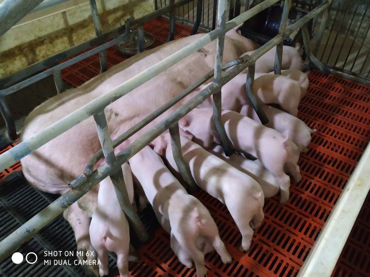 仔猪补硒打在脖子上吗(仔猪补硒中毒怎样治疗)-硒宝网