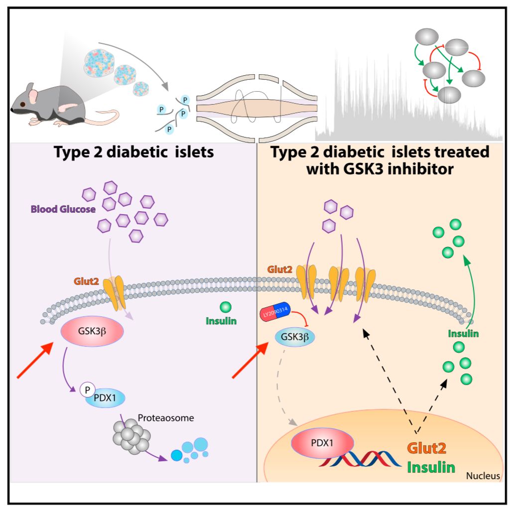 桥本甲状腺炎补硒多少（甲状腺桥本吃硒元素）-硒宝网