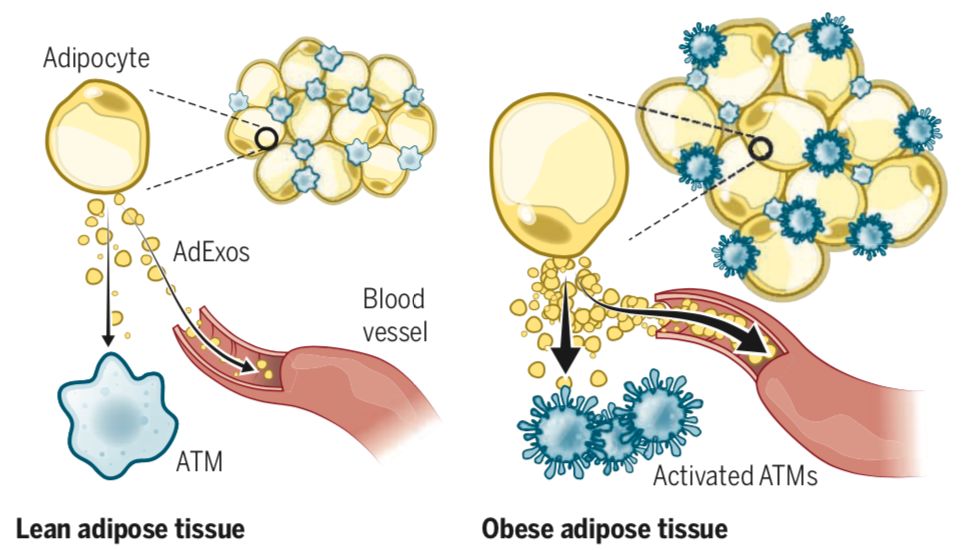 桥本甲状腺炎补硒多少（甲状腺桥本吃硒元素）-硒宝网