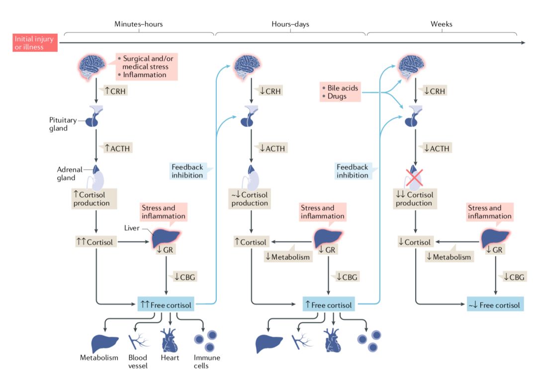 桥本甲状腺炎补硒多少（甲状腺桥本吃硒元素）-硒宝网