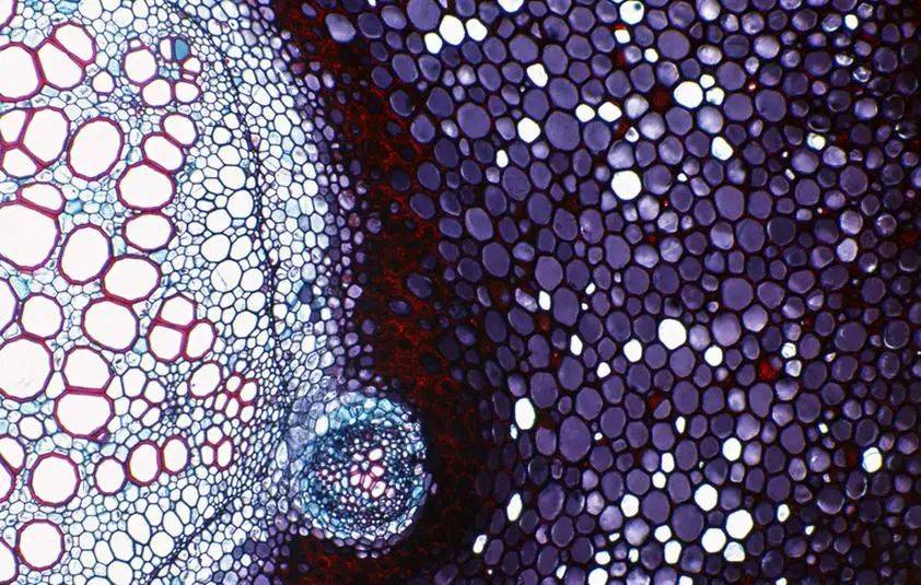 为什么肺癌要大量补硒（肺癌补大量硒要吃多久）-硒宝网