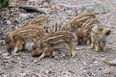 仔猪怎样补亚硒酸钠e(羊补硒维生素e)-硒宝网