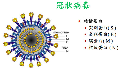 冠状病毒肺炎可否补硒（武汉新型冠状肺炎潜伏期）-硒宝网