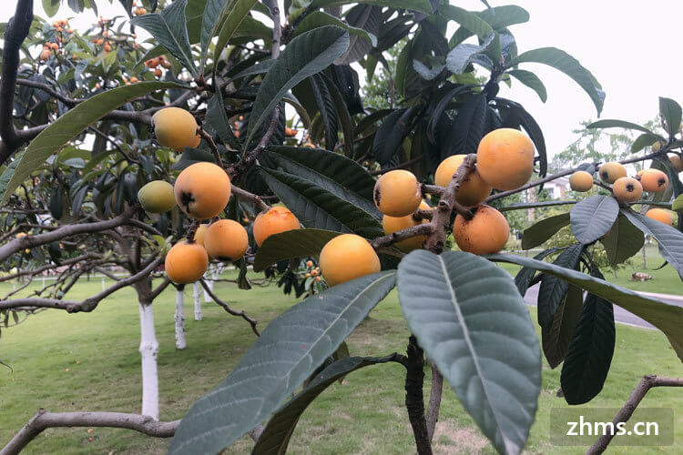 什么水果有补硒功能呢(硒对水果的作用)-硒宝网