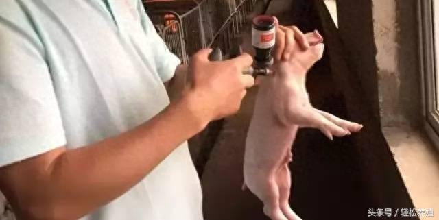 仔猪出生后需要补硒吗(新生小猪补硒补多少)-硒宝网