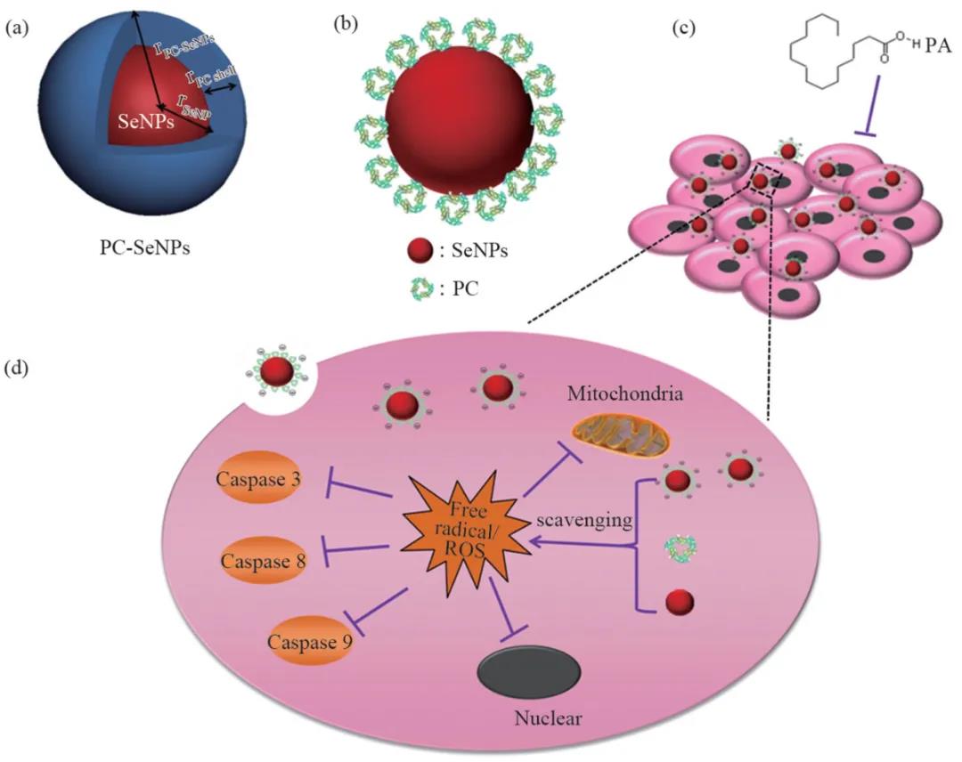 哪个地区不能补硒了呢(硒可以补吗)-硒宝网