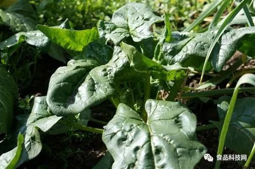 什么东西补硒效果最好（补硒效果好的有哪些药）-硒宝网