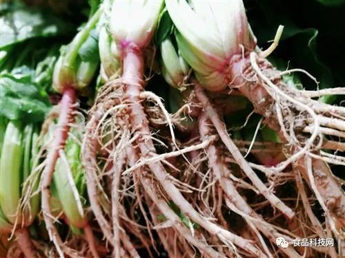 什么东西补硒效果最好（补硒效果好的有哪些药）-硒宝网