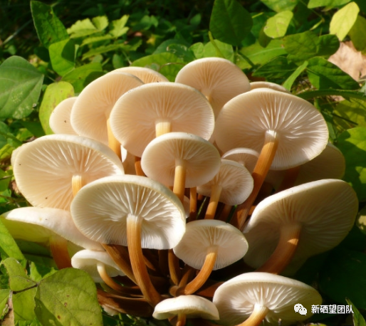 适当的补硒有哪些食物(新硒望科学补硒协会)-硒宝网