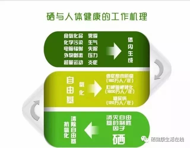 什么食疗是补硒的最好（食补补硒）-硒宝网