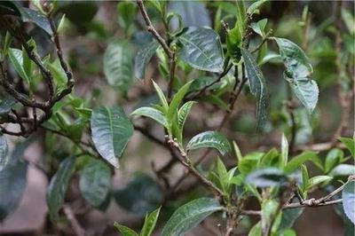 茶叶补硒的品种有几种（茶叶硒含量排名）-硒宝网