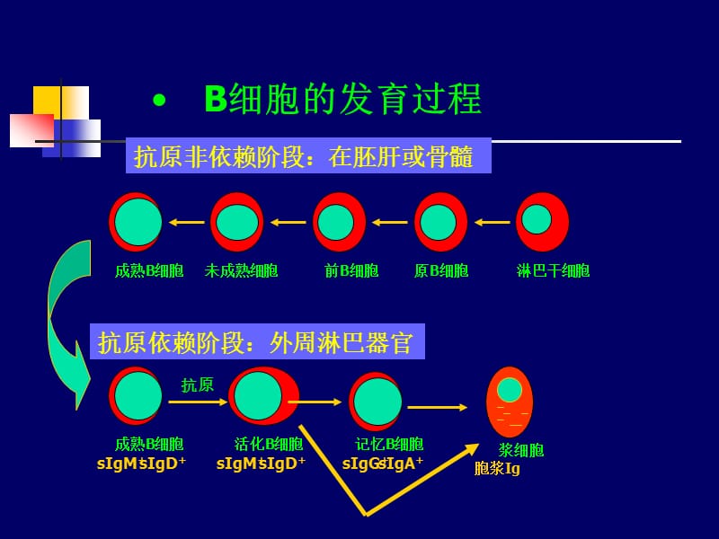 胎儿补智力用锌还是硒(锌硒宝生儿子)-硒宝网