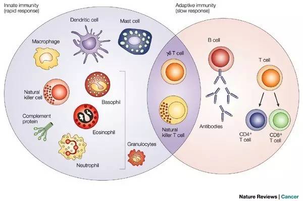 胎儿补智力用锌还是硒(锌硒宝生儿子)-硒宝网