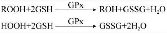 补硒能提高嘌呤代谢吗（代谢能补嘌呤提高硒吗）-硒宝网