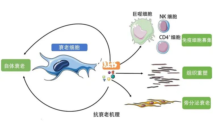 补硒对疾病的具体作用（各种疾病补硒参考表）-硒宝网