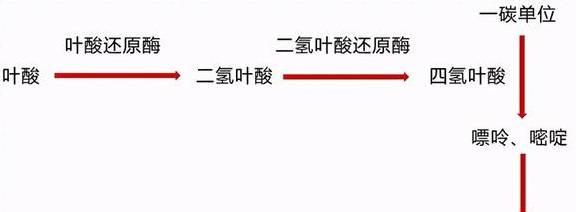 中老年需要补叶酸和硒（叶酸中老年是要经常服吗）-硒宝网