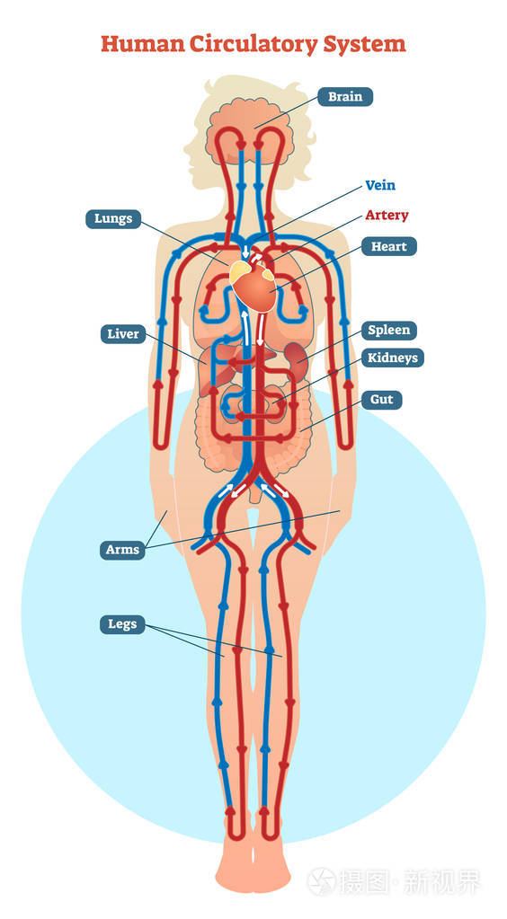 长年补硒的作用与功效（硒的作用和补硒的好处百度百科）-硒宝网