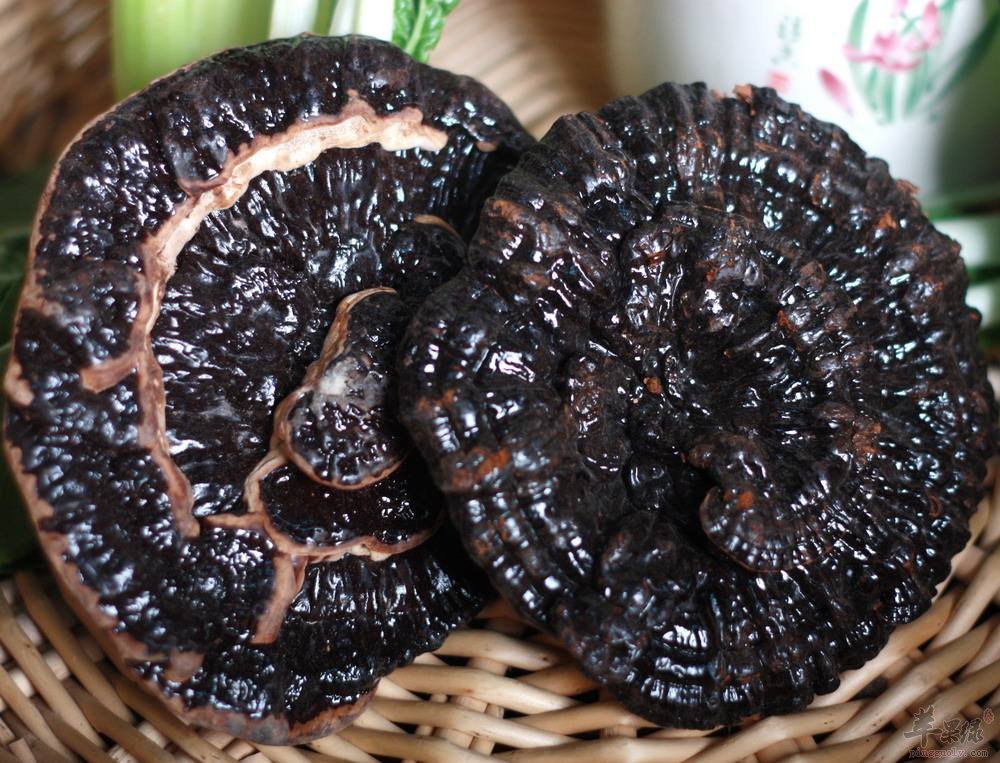 灵芝泡水喝可以补硒吗（灵芝加硒能抗癌吗）-硒宝网