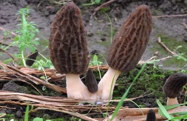 得甲亢为啥要补硒元素（甲亢补硒能减少复发吗）-硒宝网