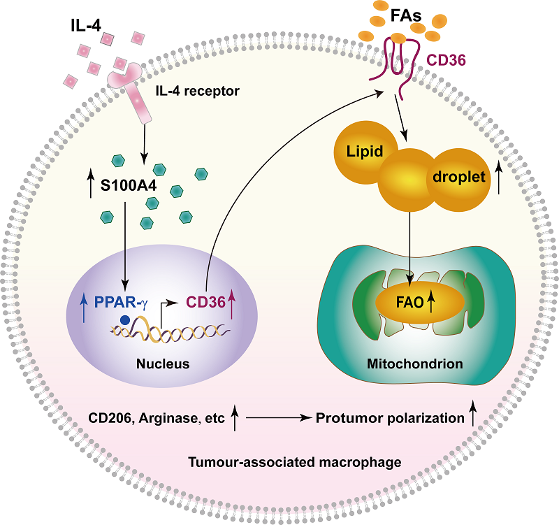 长年补硒的作用与功效（长寿硒多少钱一盒）-硒宝网