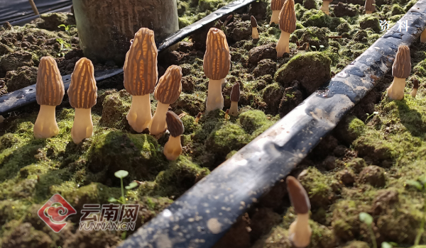 怎么给蔬菜补硒肥料呢(蔬菜补肥料硒含量标准)-硒宝网