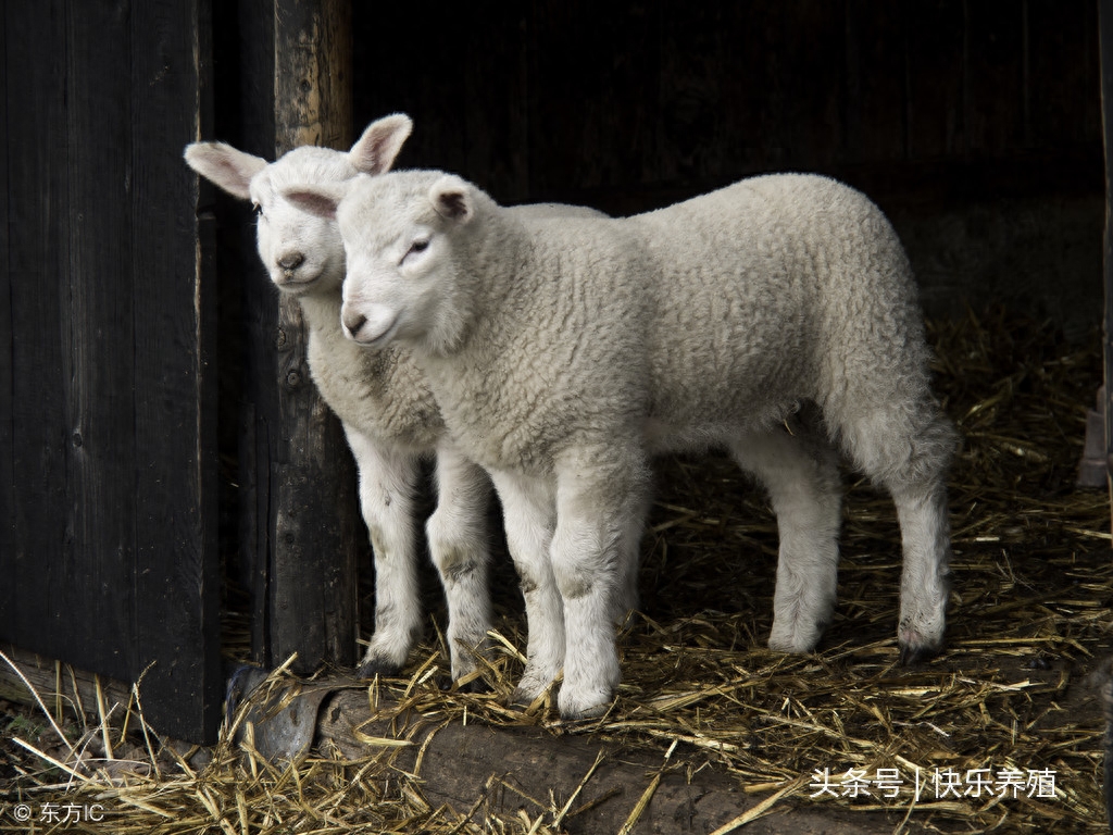 羊硒补多了有什么症状（给羊补硒）-硒宝网