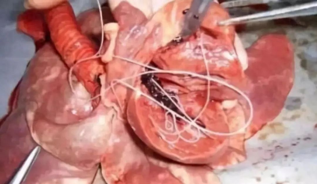 羊硒补多了有什么症状(羊补硒有什么好处)-硒宝网