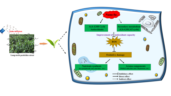 桥本补硒能降低抗体吗（桥本甲减吃硒酵母抗体降了）-硒宝网