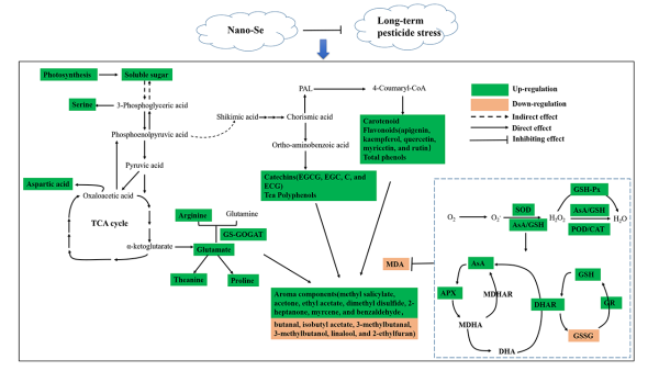 桥本补硒能降低抗体吗（桥本甲减吃硒酵母抗体降了）-硒宝网