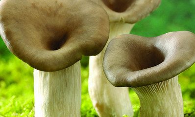 儿童缺硒铁锌钙怎么补(钙锌缺补铁儿童硒会怎么样)-硒宝网