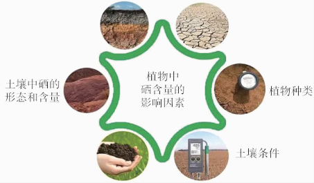 中国营养补硒参考标准(中国营养补硒参考标准)-硒宝网