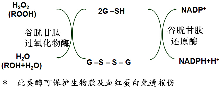补硒能延缓面部衰老吗（硒抗衰老吗）-硒宝网