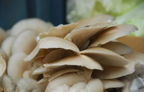 什么东西吃了可以补硒(平时吃硒片可不可以)-硒宝网