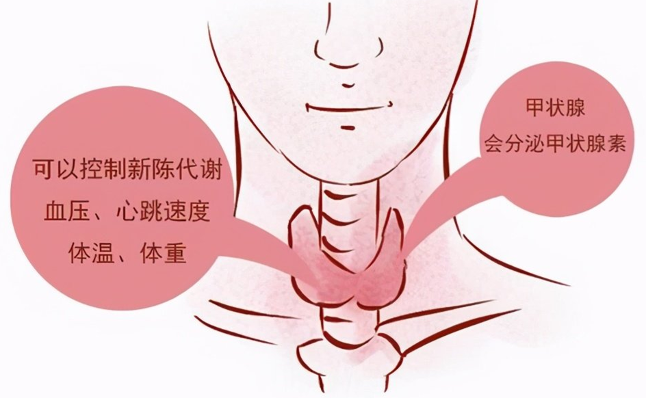 甲状腺疾病一定要补硒(疾病补甲状腺硒要多少钱)-硒宝网