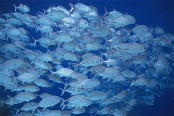 怎么补富硒弹性蛋白肽(怎么补富硒弹性蛋白肽)-硒宝网